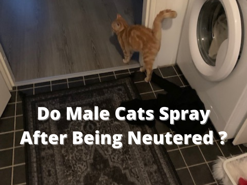 Do Male Cats Spray After Being Neutered How To Stop Your Cat From Spraying 