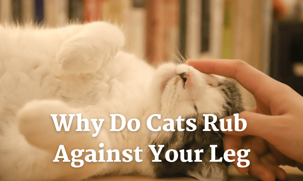 Why Do Cats Rub Against Your Leg How To Stop Your Cat From Spraying